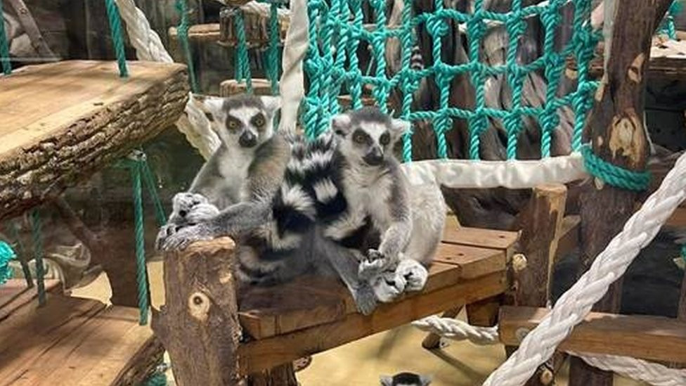 Kharkiv zoo underwent renovation just before the war and is home to many rare animals