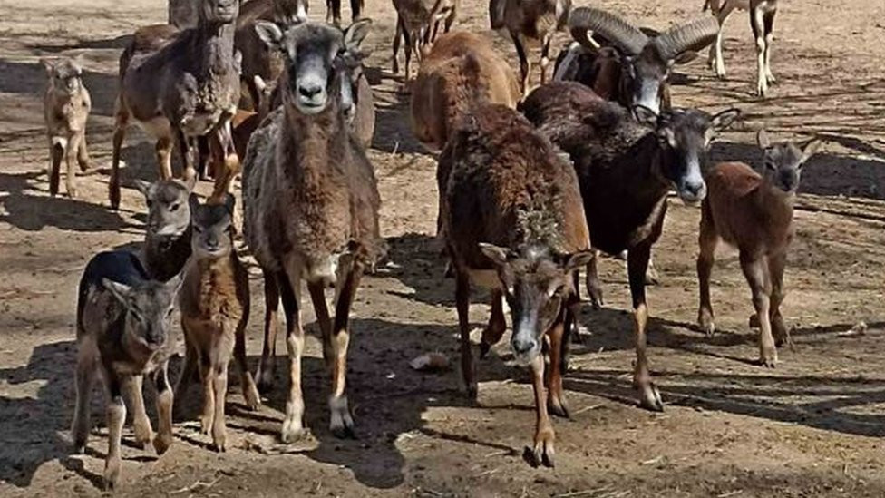 Lambs in Odesa