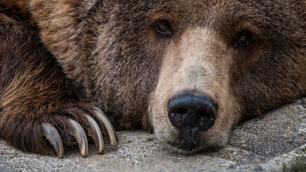 File photo of a brown bear at Madrid Zoo