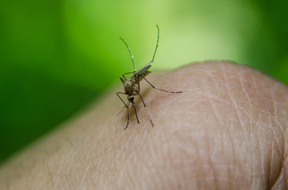 foto/ilustracija komarci 
