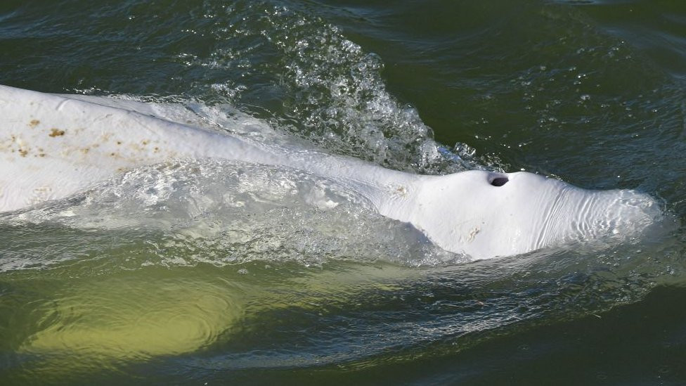 Kit beluga u Seni