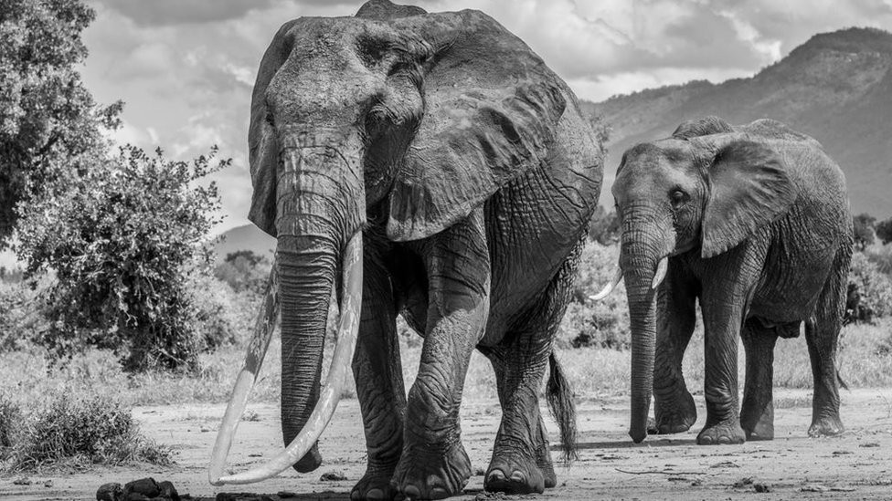 Iconic cow with another elephant