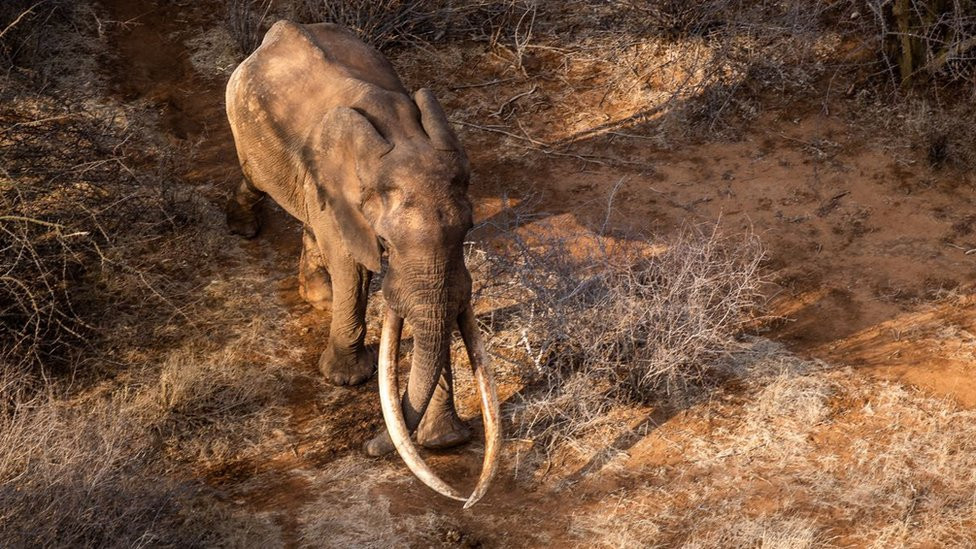A super tusker wandering in the forest