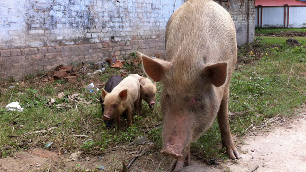 Pigs