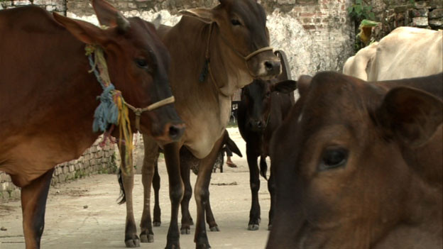 Cattle
