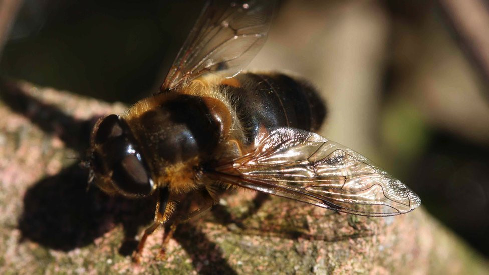 A bee on a ledge