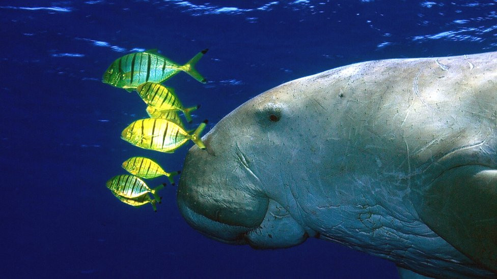 dugong