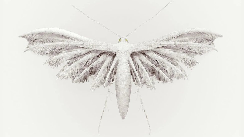 Kišna ptica (Aucellus pluvia)