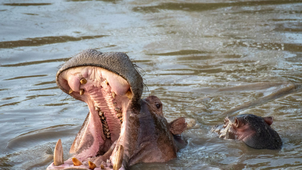 A hippo bares its teeth, while swimming with a young hippo in Maasai Mara National Park, Kenya