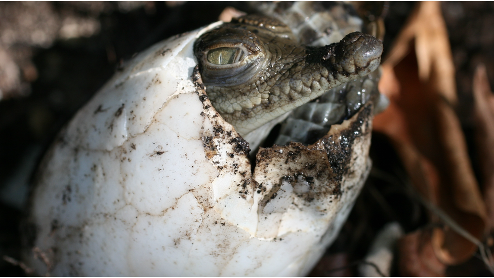 Crocodile hatching