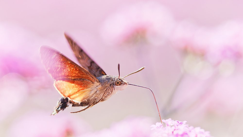 Kolibri leptir
