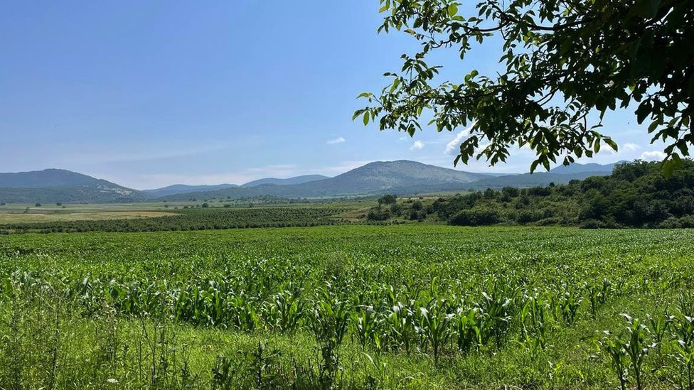 Selačka