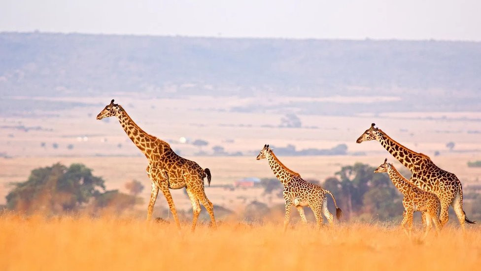 Safari, putovanja