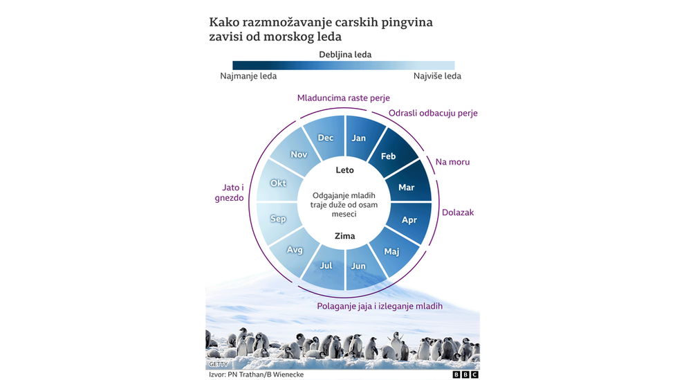 Odrastanje carskih pingvina