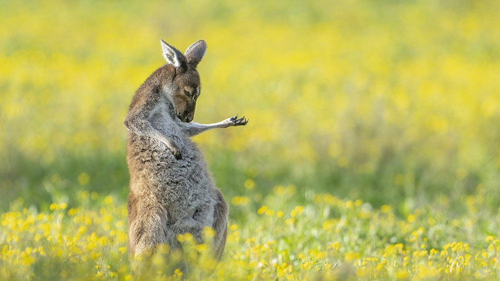 Australijanski sivi kengur