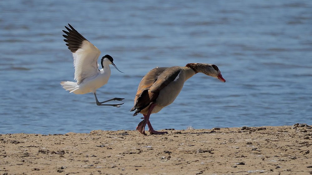 Avocet i egipatska guska