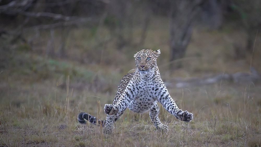 Leopard