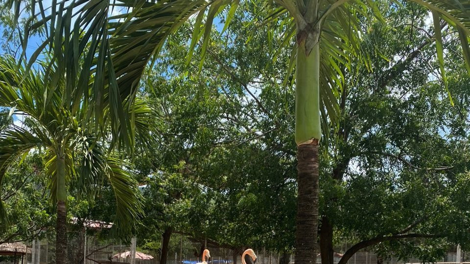 An enclosure for flamingos at the zoo in the prison