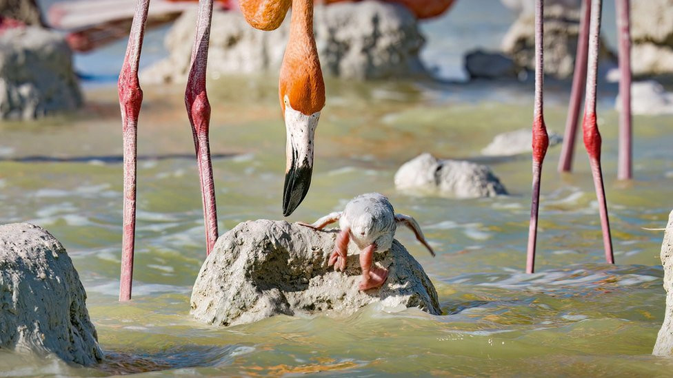 Flamingosi u Meksiku