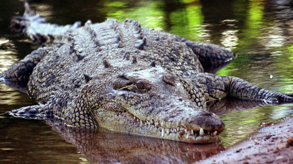 krokodil