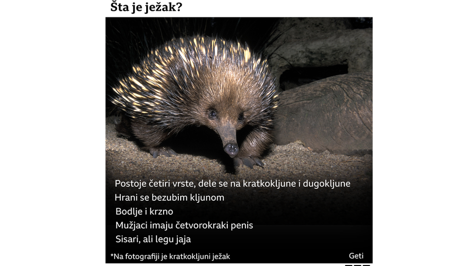 Ehidna