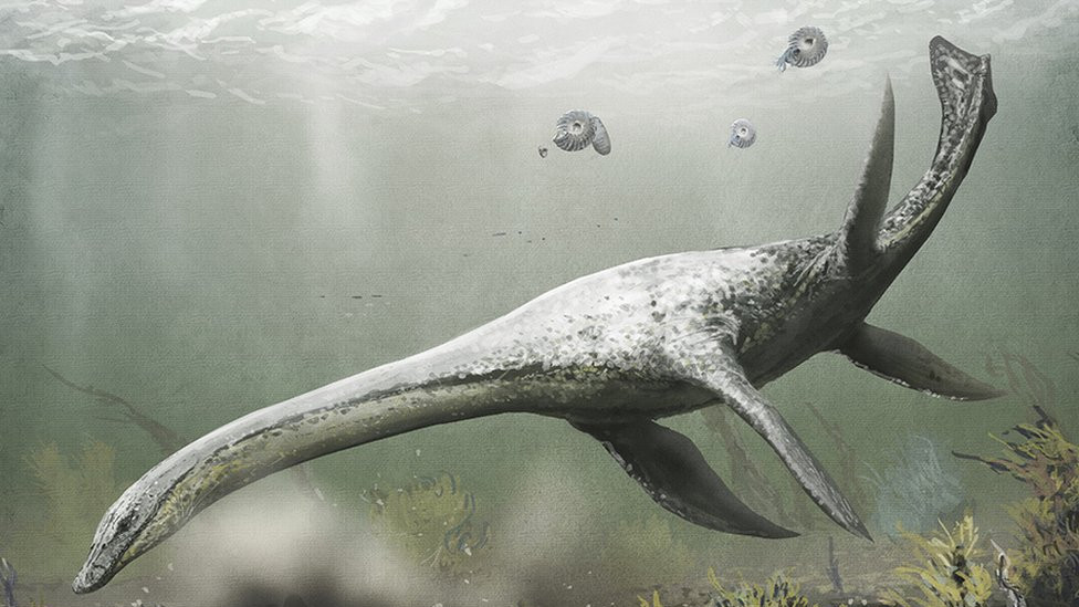 llustration of an Attenborosaurus sp. plesiosaur. This marine reptile lived in the Early Jurassic (201.3-174.1 million years ago). It is thought to have grown to five metres in length.