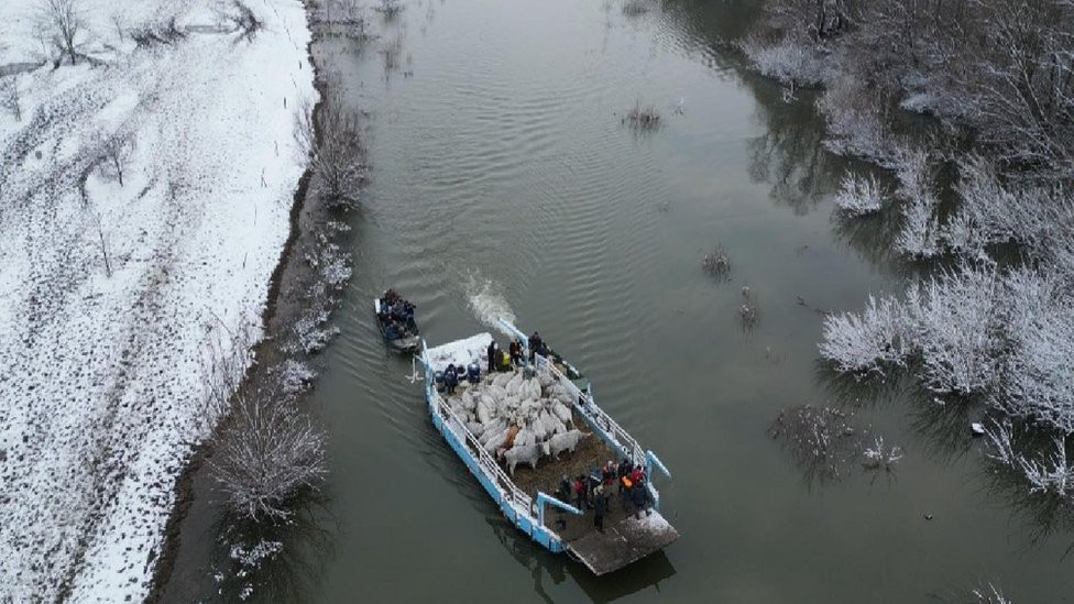 stoka, krčedinska ada, spasavanje žiotinja