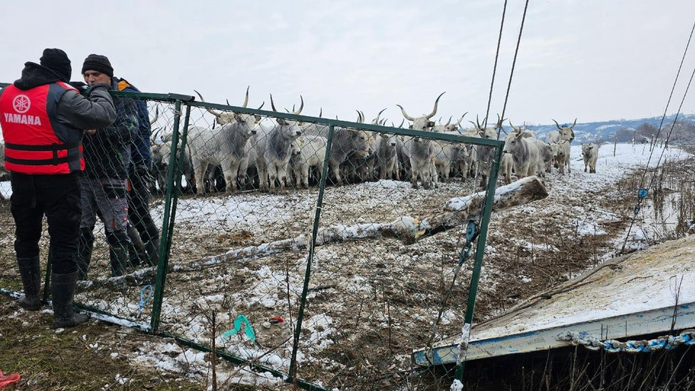 stoka, krčedinska ada, spasavanje žiotinja