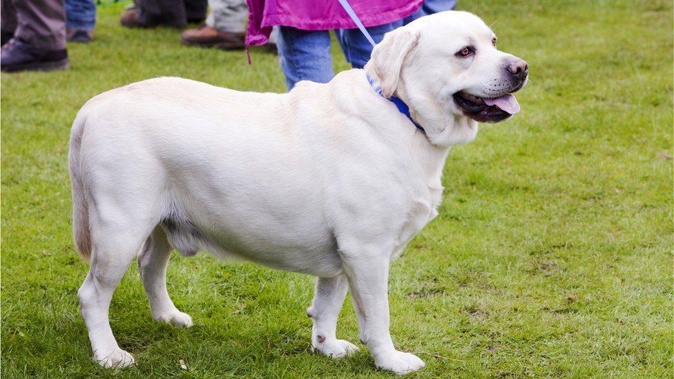 labrador sa viškom kilograma