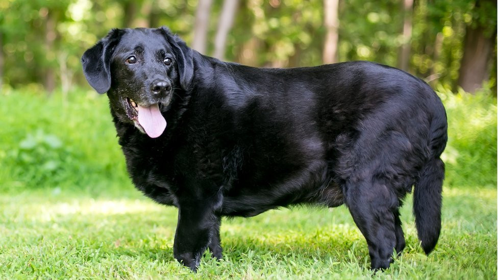 labrador sa viškom kilograma