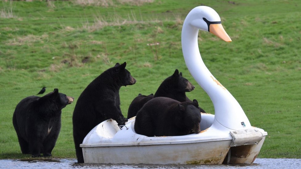 Black bears crowd on to a pedalo in the shape of a white swan