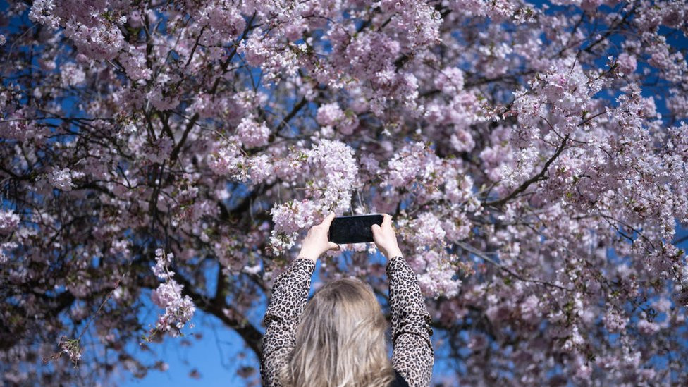 A woman takes pictures of cherry blossoms in the gardens of the Reggia of Venaria Reale near Turin on April 2, 2024