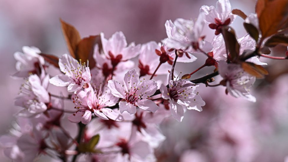 The blossoming branches of the trees in Dikmen Valley as the spring arrives in Turkish capital Ankara on April 02, 2024.