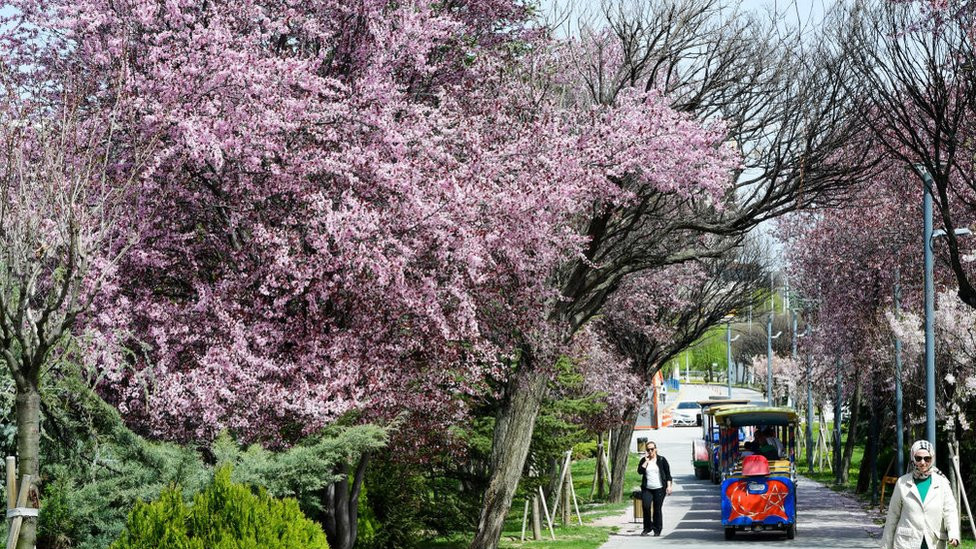 People walk along a path surrounded by blooming cherry blossom trees as they enjoy a sunny day in Goksu Park in Ankara, Turkey on April 2, 2024