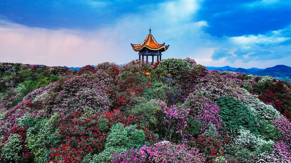 Aerial view of azalea flowers in bloom at the One Hundred Mile Azalea Forest in spring on April 1, 2024 in Bijie, Guizhou Province of China.