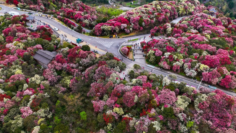 Aerial view of azalea flowers in bloom at the One Hundred Mile Azalea Forest in spring on April 1, 2024 in Bijie, Guizhou Province of China.