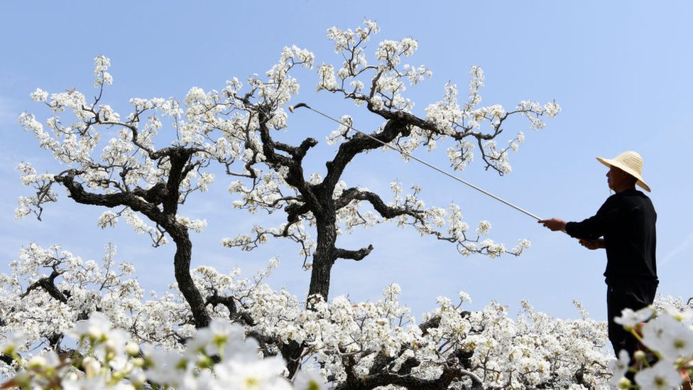 farmer pollinates pear flowers at a pear orchard on April 1, 2024 in Zaozhuang, Shandong Province of China