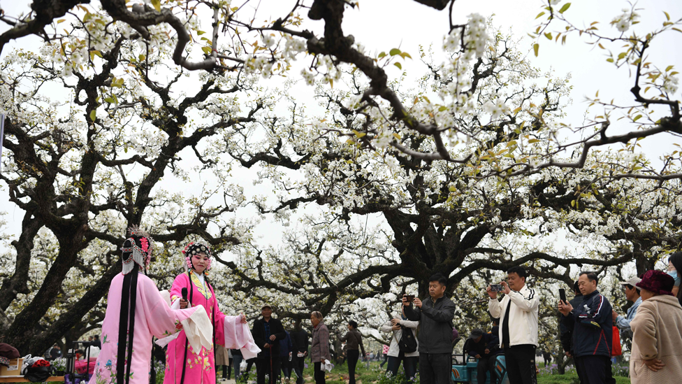 Tourists watch a folk art performance among pear blossoms in Dangshan, east China's Anhui Province, April 2, 2024.