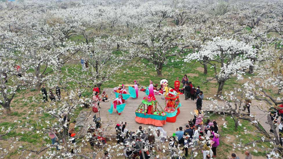 Tourists watching a folk art performance among pear blossoms in Dangshan, east China's Anhui Province.