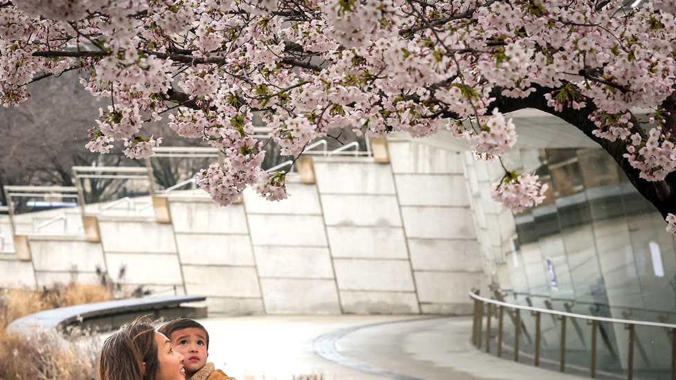 A woman and her child stop to look at Cherry Blossom trees in the Brooklyn borough of New York City, U.S., April 2, 2024.