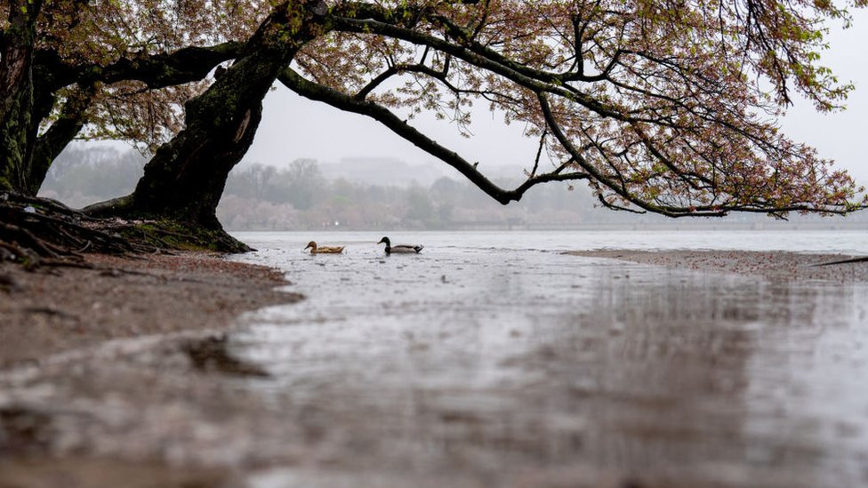 Ducks swim above a walking path completely submerged in flood waters along the Tidal Basin, April 3, 2024, in Washington, DC.