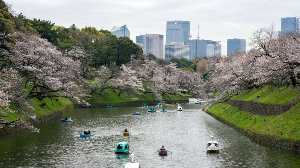 People use boats on Chidorigafuchi, one of the moats around the Imperial Palace, with cherry blossoms in Tokyo on April 4, 2024.