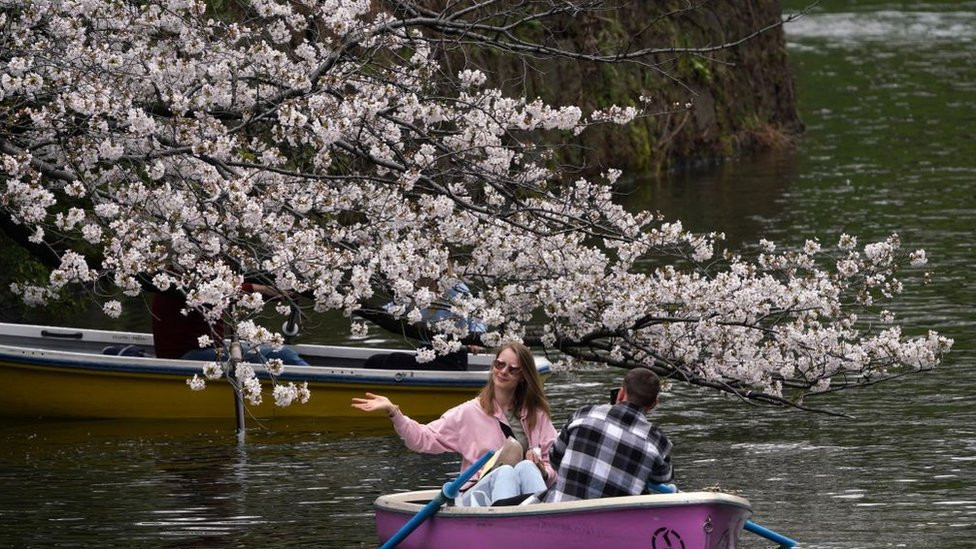 People use boats on Chidorigafuchi, one of the moats around the Imperial Palace, with cherry blossoms in Tokyo on April 4, 2024.