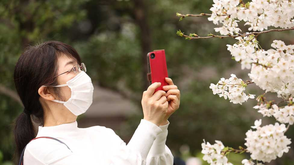 A woman takes photos of cherry blossoms in full bloom at Chidorigafuchi Park in Tokyo.