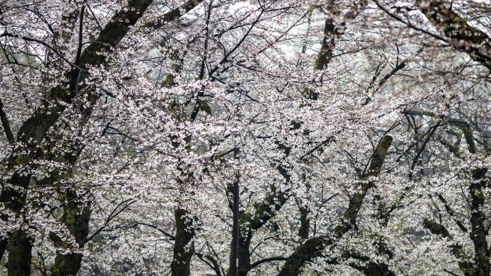 A man talks on his mobile phone under cherry blossoms during a rainy day at Inokashira Park in Tokyo on April 3, 2024.