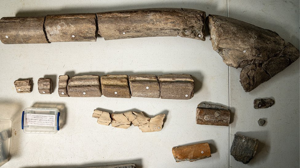 Novootkriveni fosili vilične kosti (na vrhu) mnogo su veći od istih kostiju životinja veličine orke (na dnu)