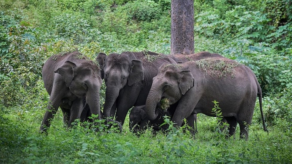 Sllonovi u rezervatu, Tamil Nadu