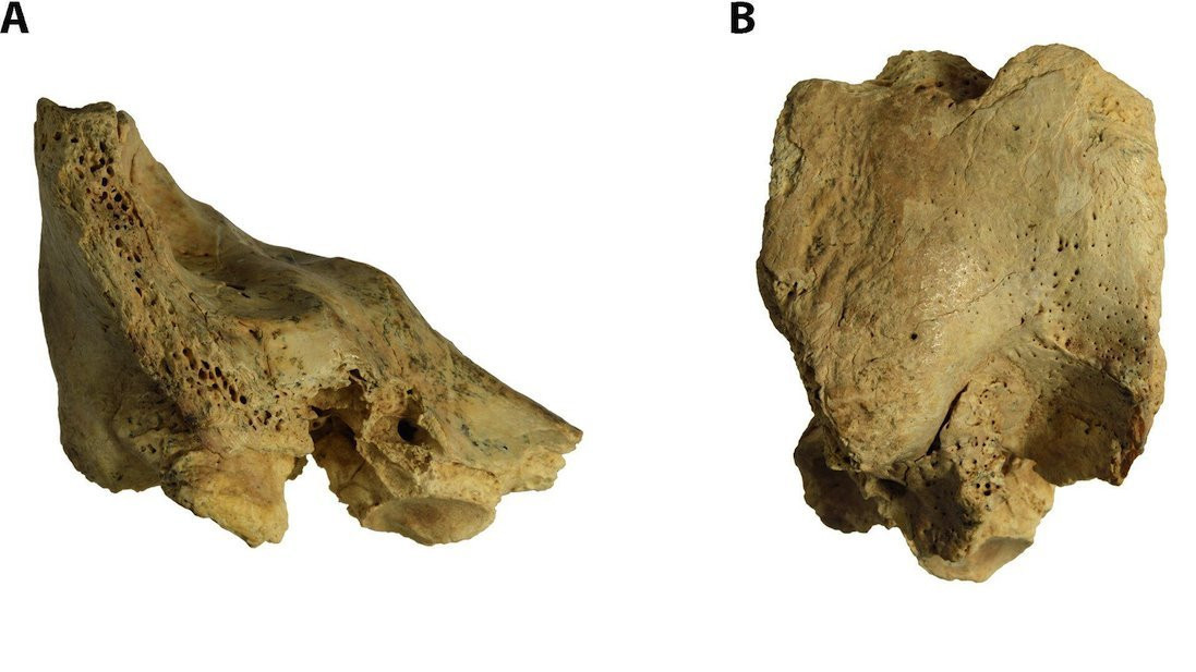 Two views of the 3D model of the original fossil.