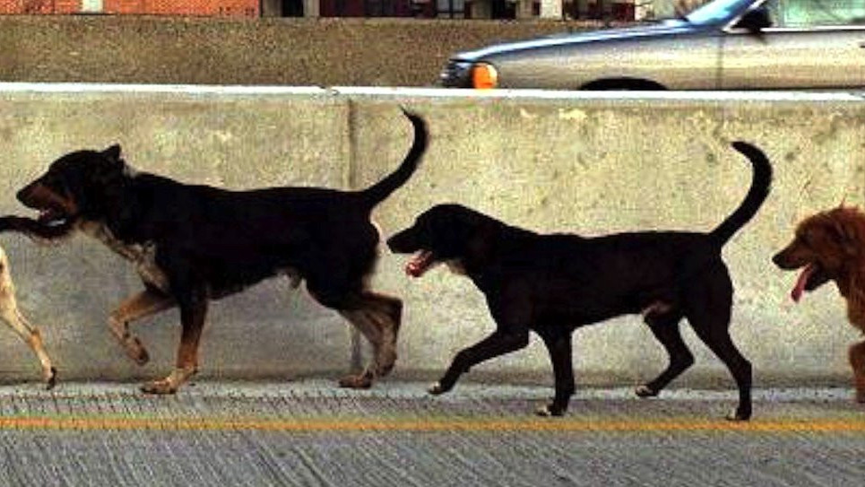 Five stray dogs run by a wall in America in an urban landscape.