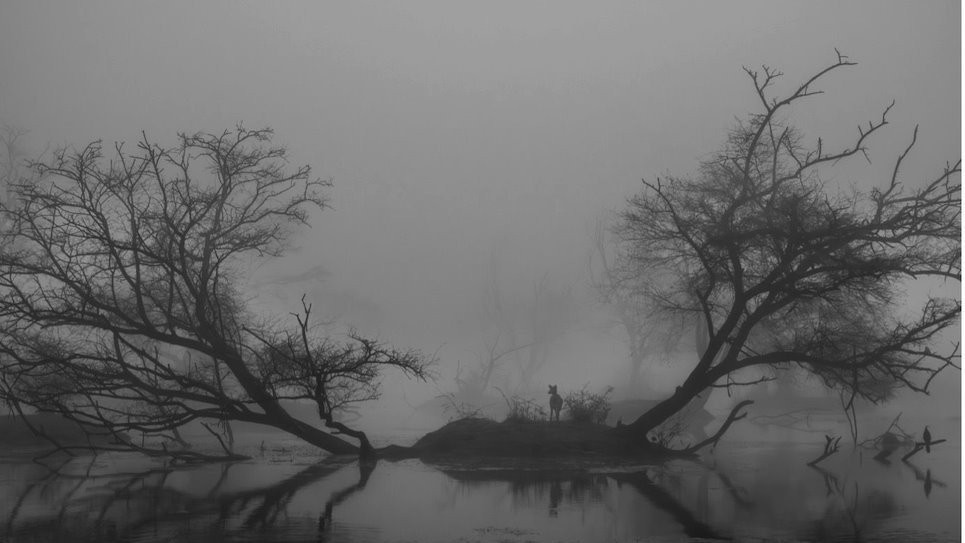 Mističnost močvare, fotografija Aršdipa Singa iz Indije, zauzela je drugo mesto u kategoriji 15 do 17 godina. Zbog jake kiše, Aršdip i njegov otac nisu mogli na vreme da uđu u šumu da bi posmatrali osvit zore, a onda se spustila magla. Kada je počela da se podiže, uslikao je ovaj crno-beli prizor.